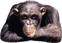 Gorilla.gif
