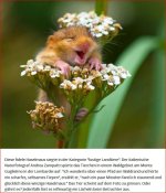 Fidele Haselmaus.JPG