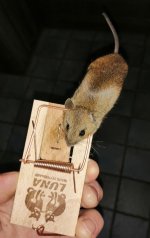 Maus.jpg