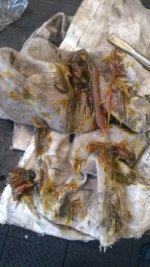 IMG_20201107_133721.jpg