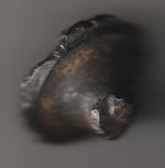 Ventil-Käfer-abgerissen.jpg