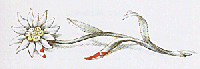edelweiss2.gif