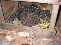 Igel2.jpg