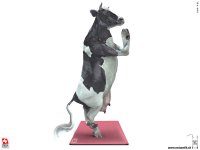 Q - yoga1.jpg