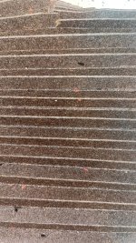 IMG_8950.jpeg