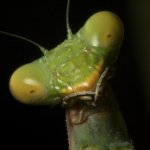 best-picture-gallery-macro-photography-praying-mantis-markopoulos-pic.jpg