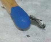 IMGP0288.jpg IMGP0288.jpg