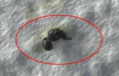 Fliege aus Nadelduese.JPG