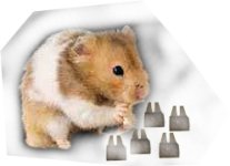 Hamster.JPG