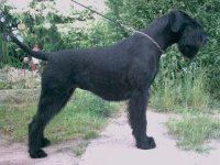 riesenschnauzer.jpg