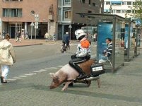 mopetschwein.jpg