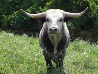Longhorn.jpg