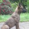 Enzo-met-Strepen
