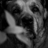 Raindog