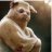 Boxerbrummer