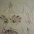 albert_pe